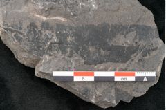 Foto (Detailansicht) von Taeniopteris muensteri Goeppert (NHMW-GEO-2024-0188-10491)